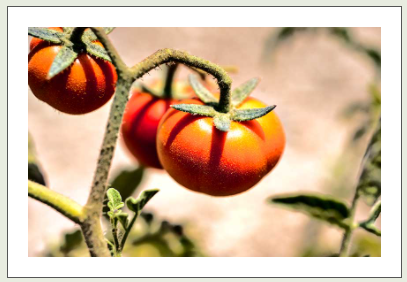 LOCAL CUISINE OF SANTORINI